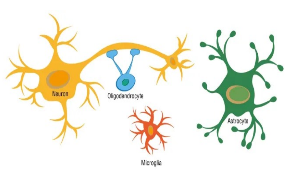 <p><strong>Macrophage </strong></p><p>Likely from <strong>peripheral bone marrow origin </strong>and <strong>not neuroectoderm like astrocytes and oligodendrocytes </strong></p><p><strong>Phagocytizes </strong>extracellular material</p><p>Associated with<strong> axon bundles </strong></p><p>Involved in<strong> stimulation of immune system</strong></p>