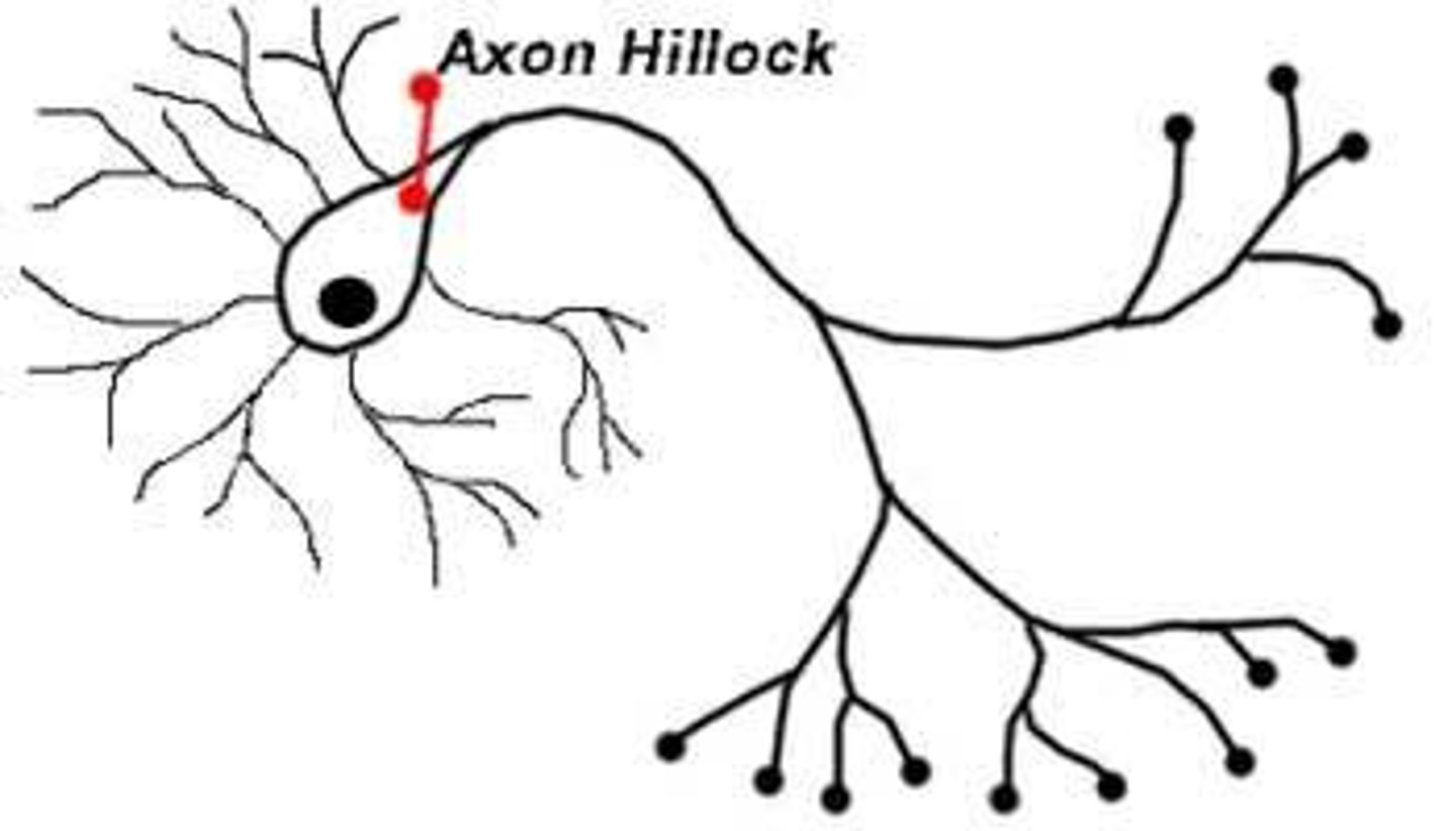 <p>the cone-shaped area on the cell body from which the axon originates</p>