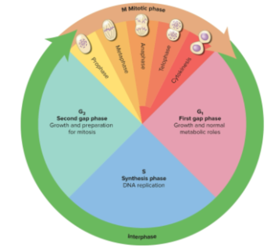 <p>Cell cycle</p>