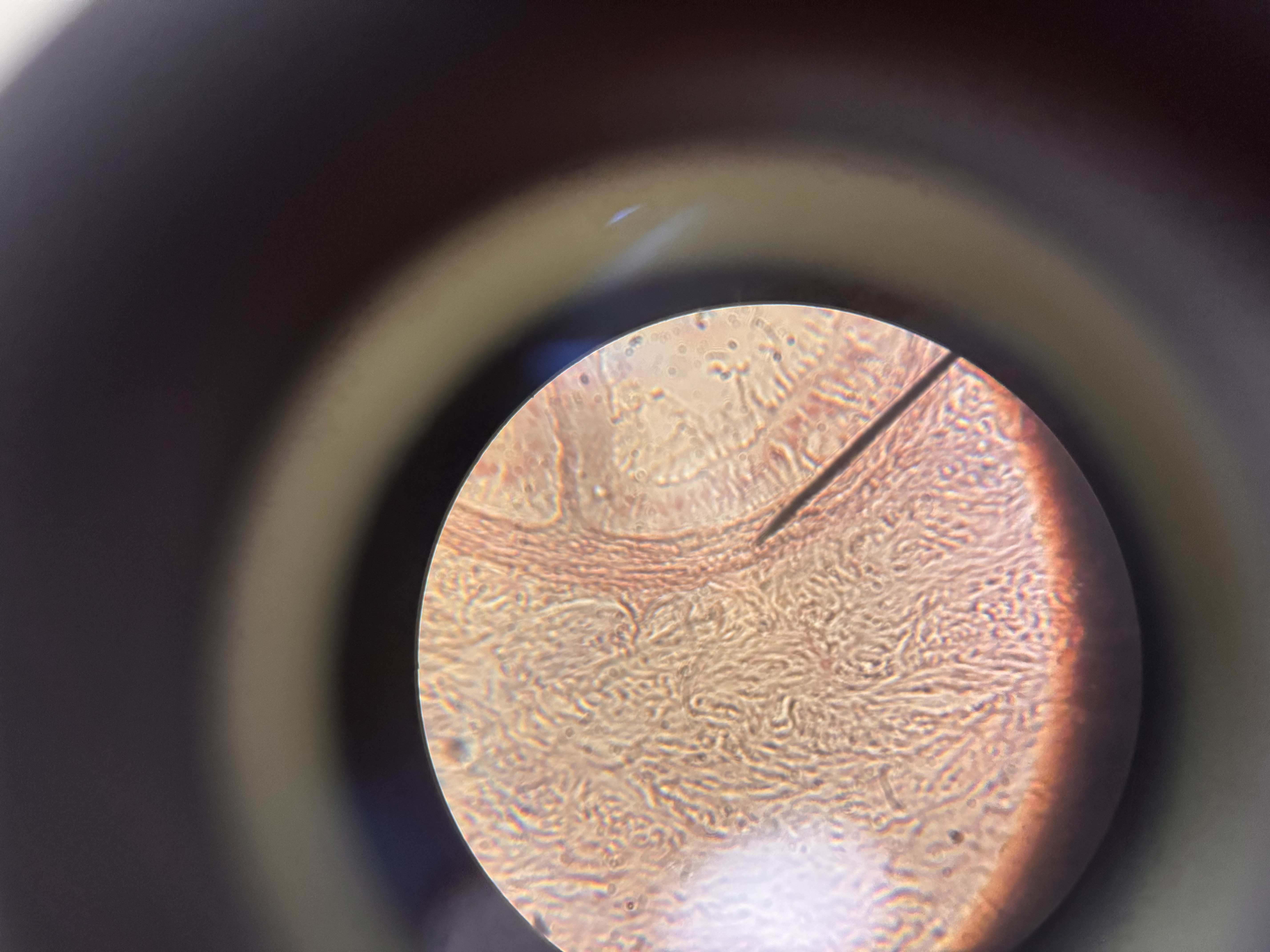 <p>what cell is this</p>