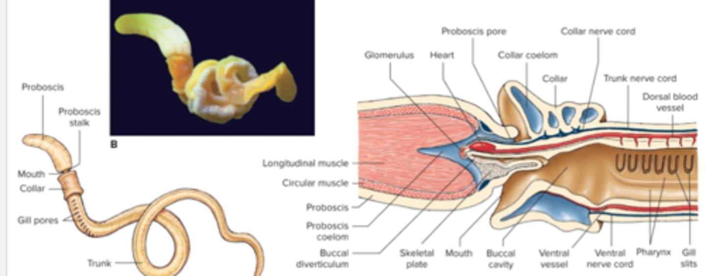 <p>acorn worms and pterobranchs, grouped with echinoderms to make up clade Ambulacraria because tornaria larva, gill slits show they are related to chordates</p>