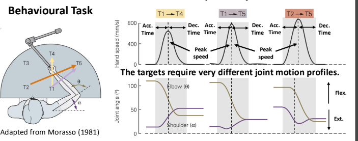 <p>Hand motion patterns remain relatively invariant despite markedly different joint motion patterns required to reach targets. The nervous system selects, plans and controls desired hand trajectories</p>