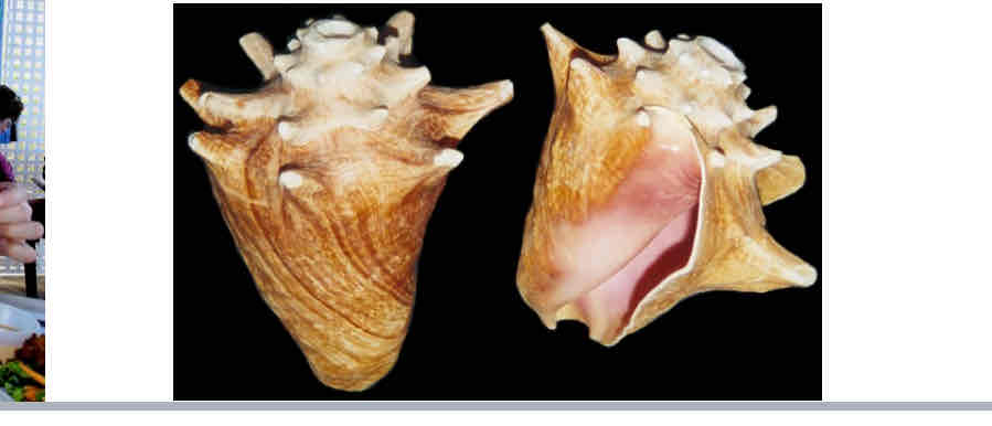 <p>What class are Conchs </p>