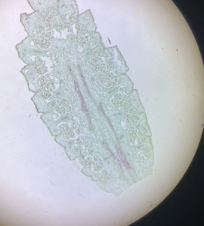 <p>identify</p>