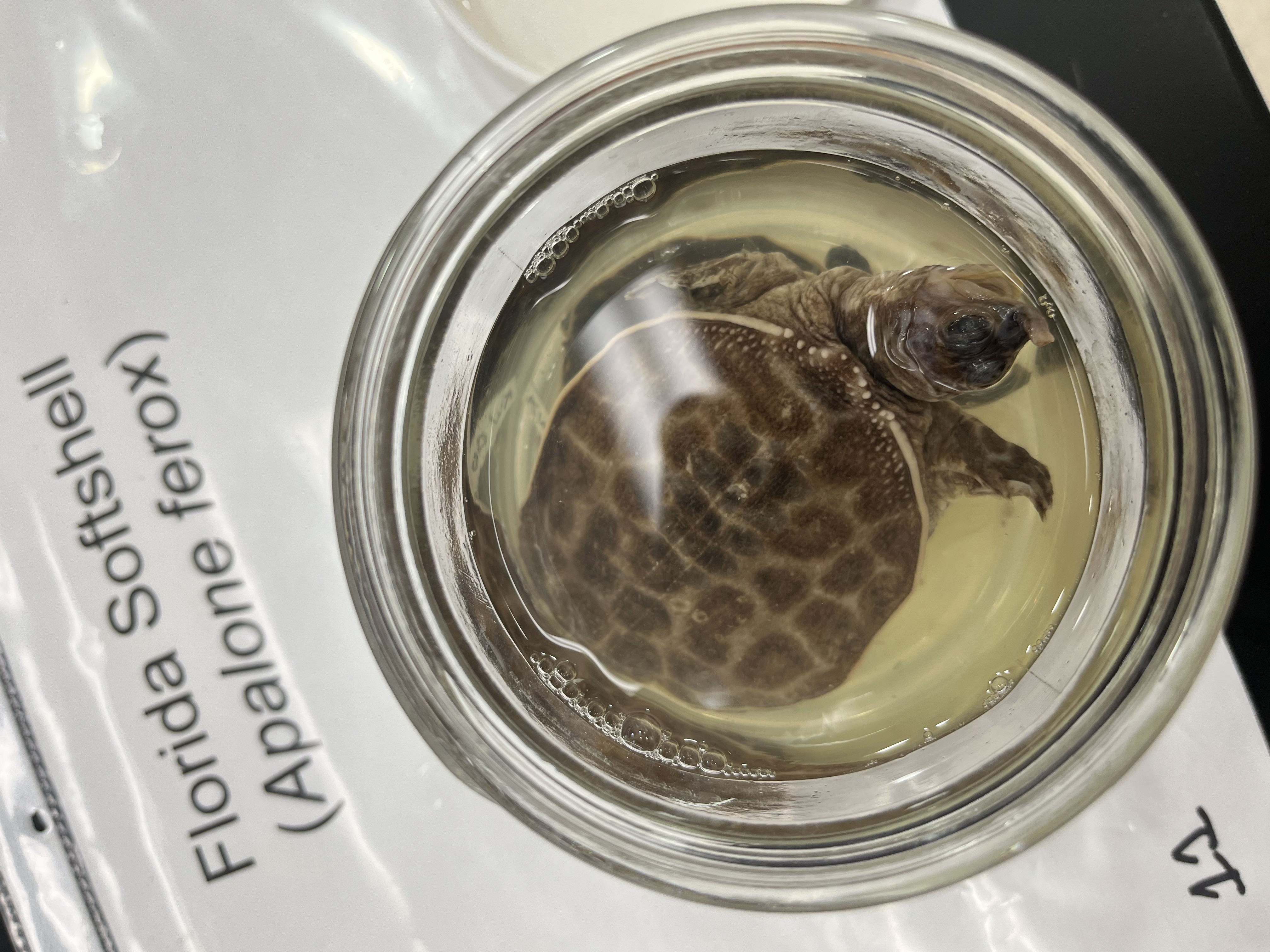 <ul><li><p>small</p></li><li><p>brown spots outlined with white</p></li><li><p>limbs have same patterns</p></li></ul><p></p>