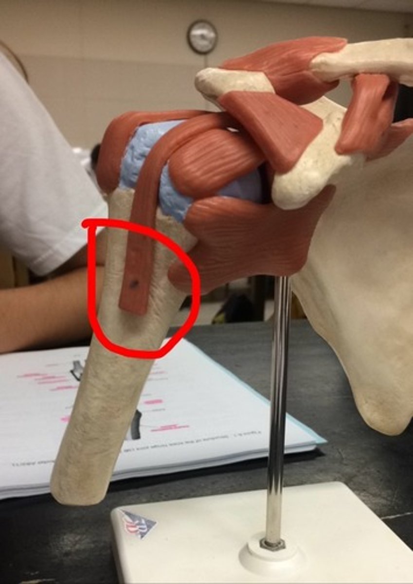 <p>A tendon that runs through the glenohumeral joint and helps stabilize the shoulder.</p>