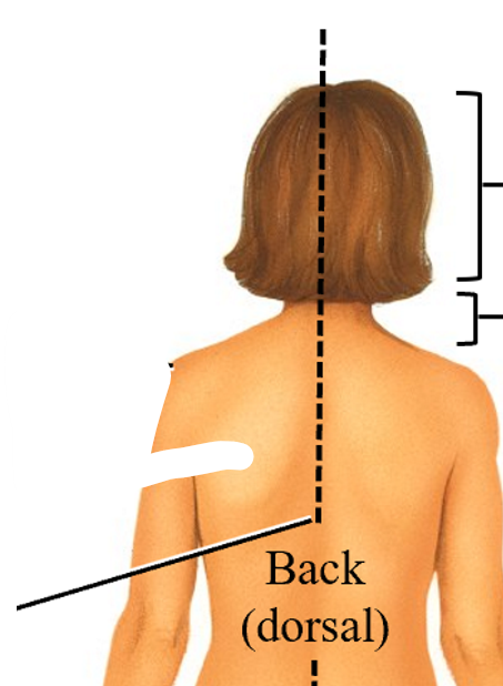 <p>dorsal</p>