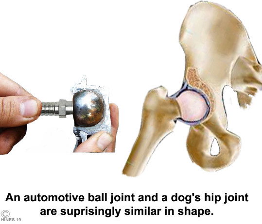 <p><span>Types of synovial joints based on movement</span></p>