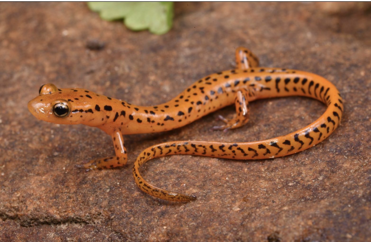 <p>Eurycea longicauda</p>