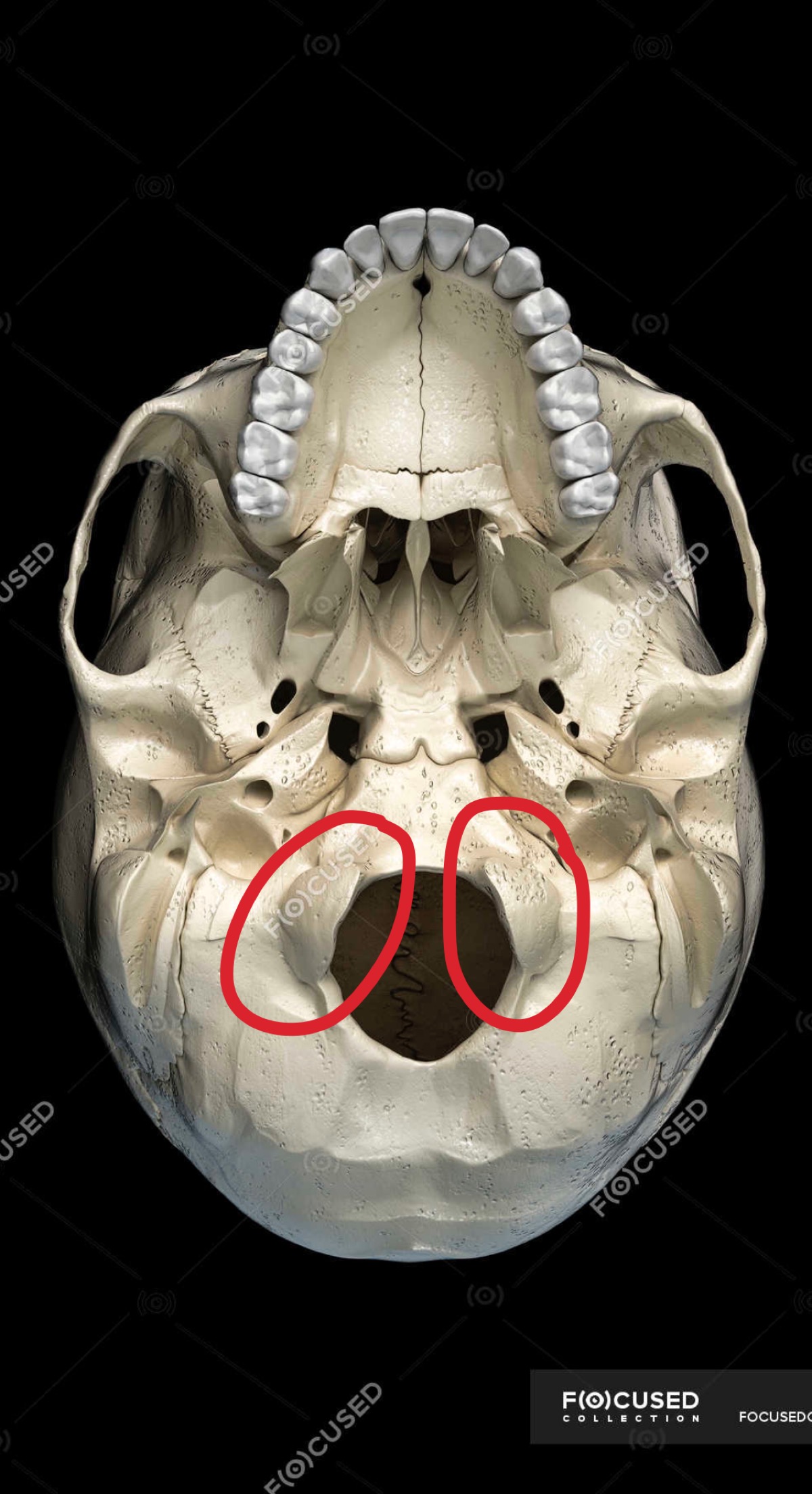 knowt flashcard image