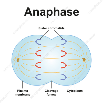 <p>what happens in anaphase?</p>