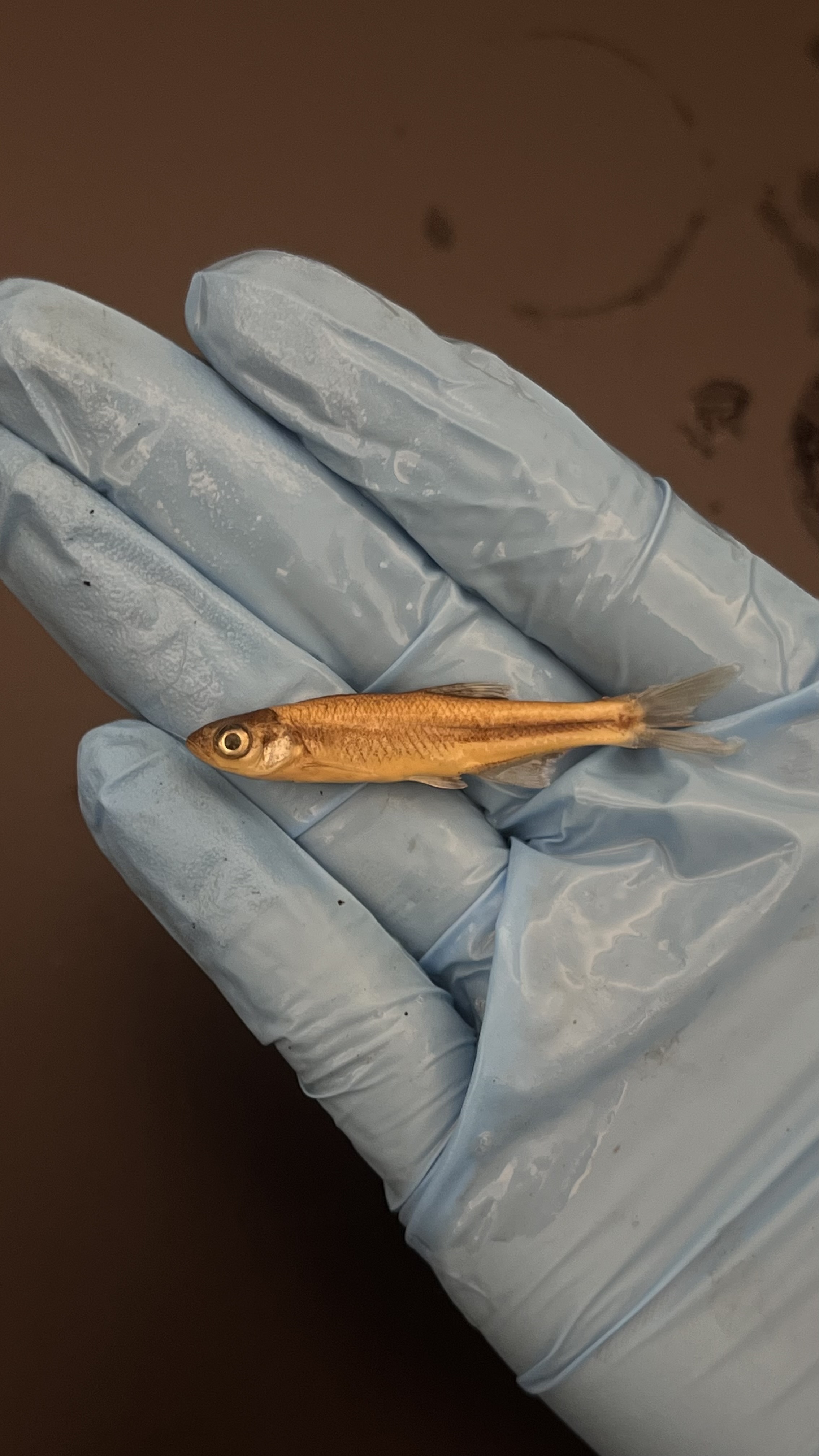 <p>Pretty Shiner</p>