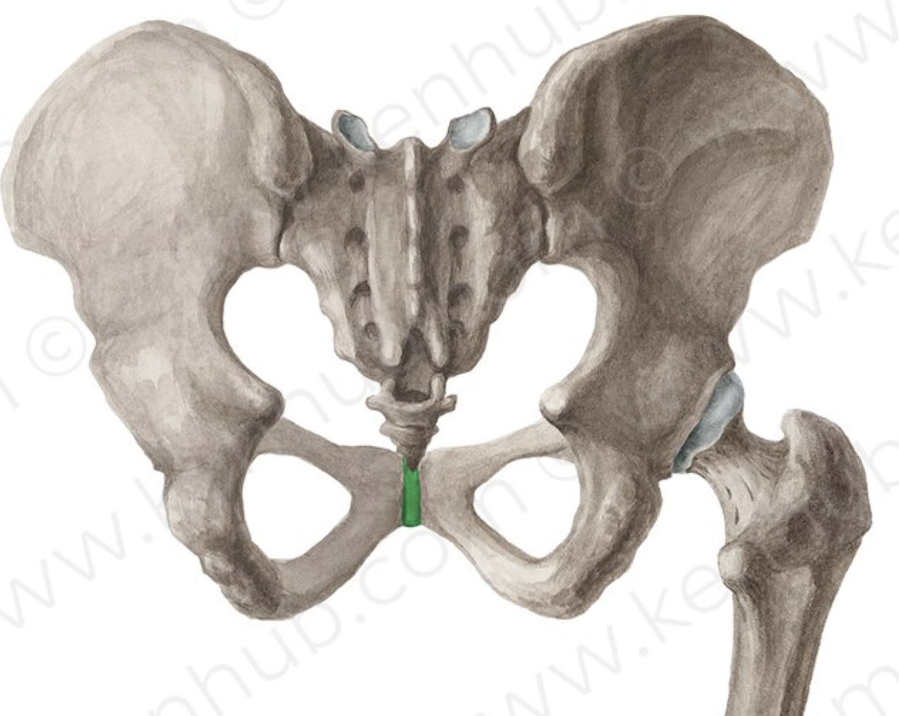 <p>Pubic symphysis</p>