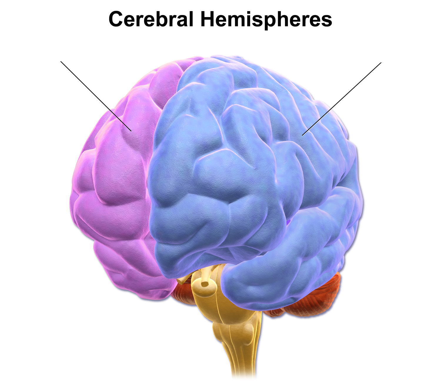 Where is left hemisphere?