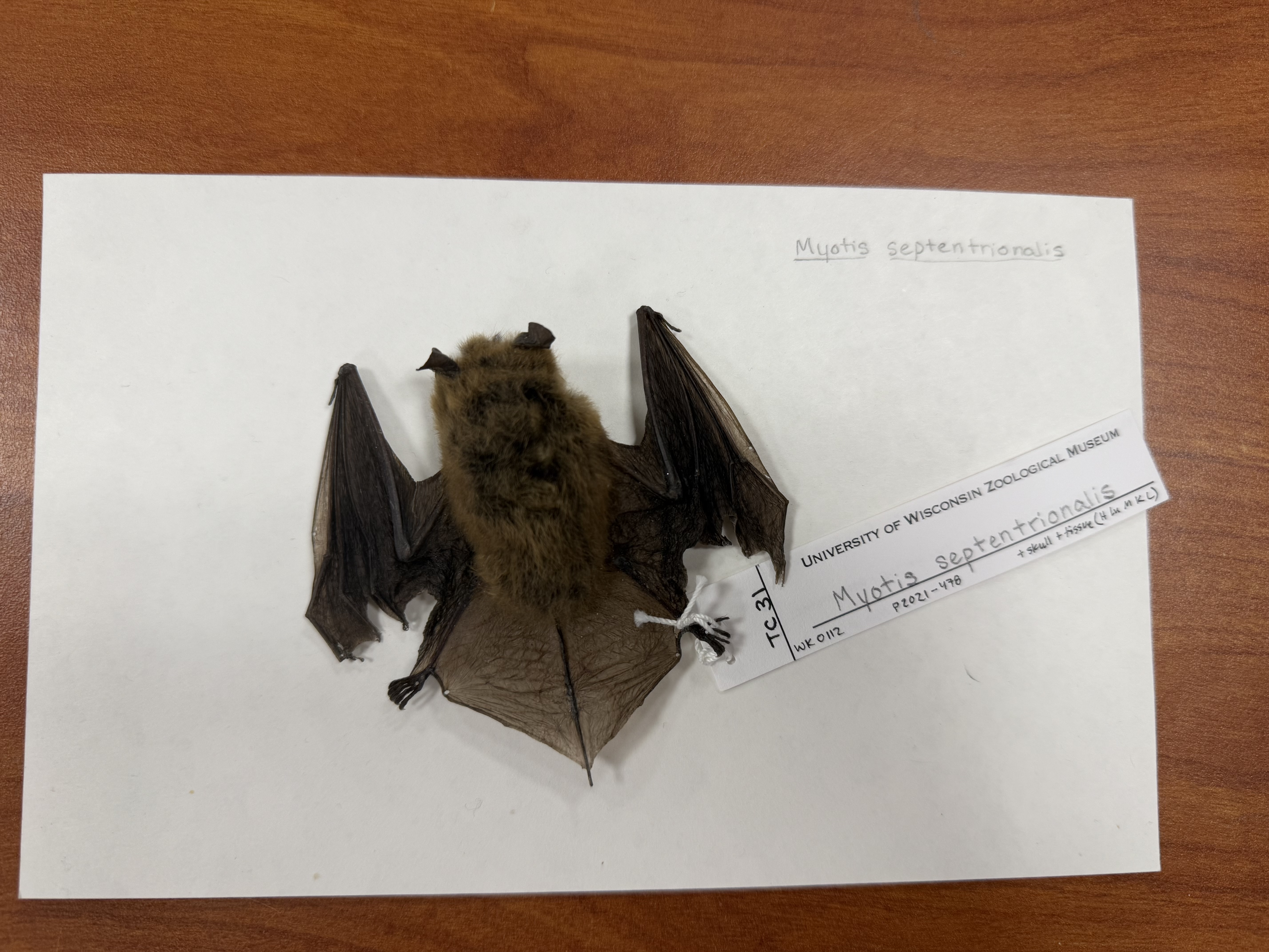 <p>Myotis septentrionalis</p>