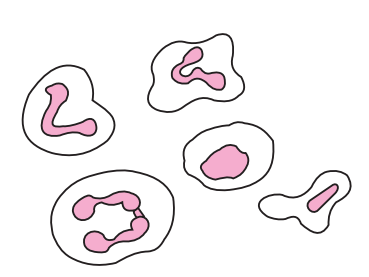 <p>Identify the cells, describe their shape</p>