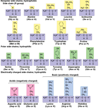 <p>Amino acids</p>