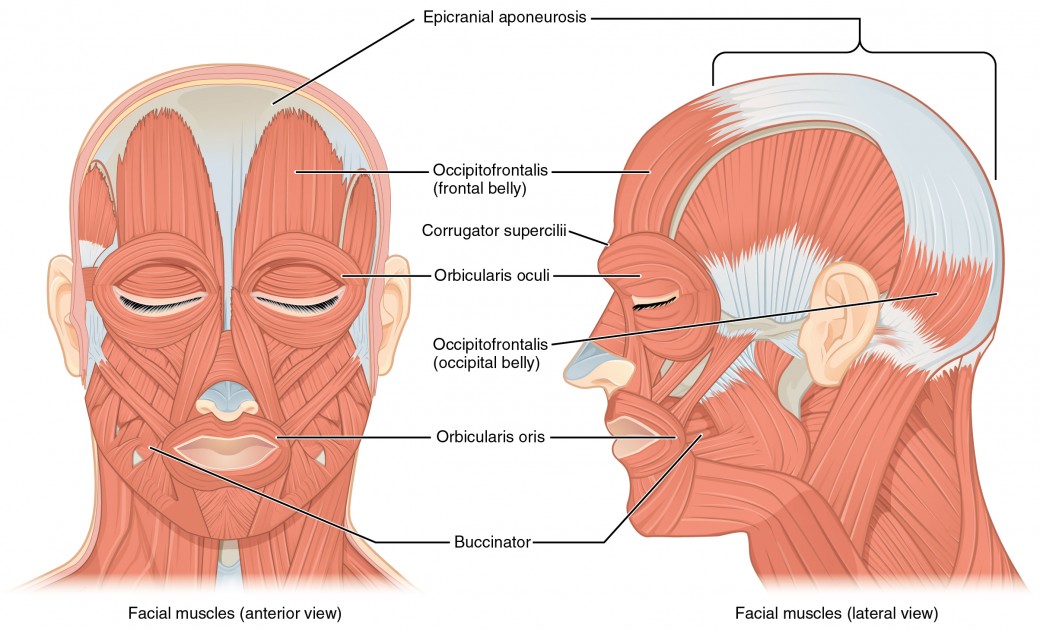 <p>Orbicularis oris muscle and Buccinator muscle</p>