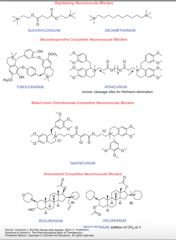 <ul><li><p>depolarizing neuromuscular blockrs</p><ul><li><p>succinylcholine</p></li><li><p>decamethonium</p></li></ul></li><li><p>benzylisoquinoline competitive neuromuscular blockers</p><ul><li><p>tubocurarine</p></li><li><p>atracurium</p></li></ul></li><li><p>mixed-onium chlorofumarate competitive neuromuscular blockers</p><ul><li><p>gantacurium</p></li></ul></li><li><p>aminosteroid competitive neuromuscular blockers</p><ul><li><p>rocuronium</p></li><li><p>vecuronium</p></li></ul></li></ul><p></p>