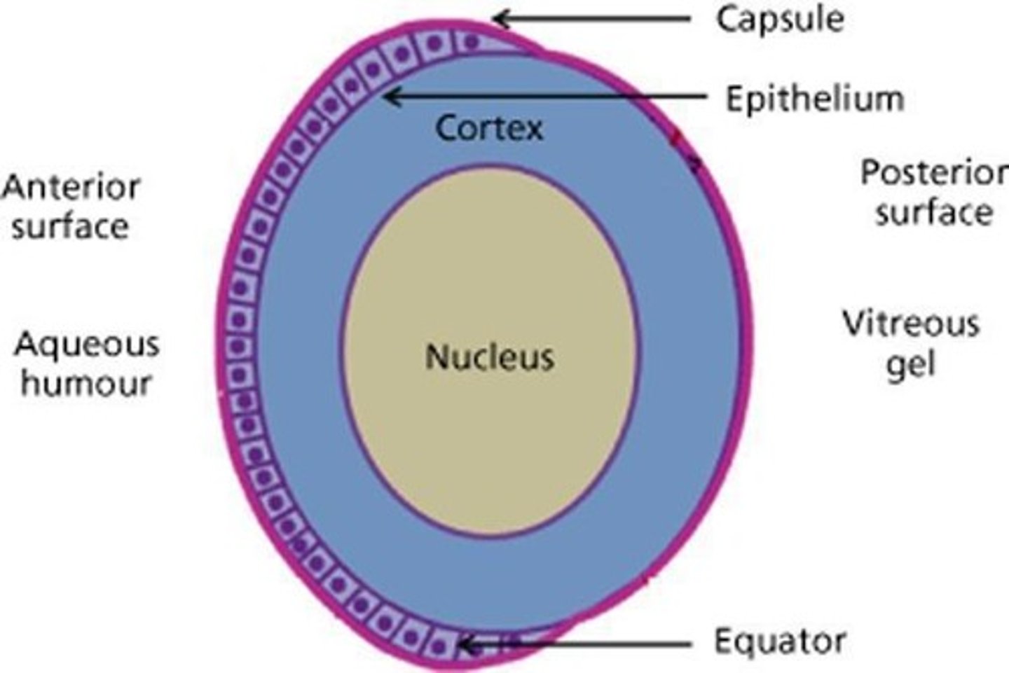 <p>Cells that make up the lens of the eye, which can become opacified in cataract development.</p>