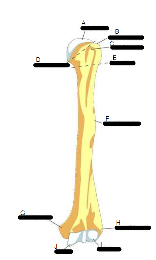 <p>Humerus ( upper )</p>