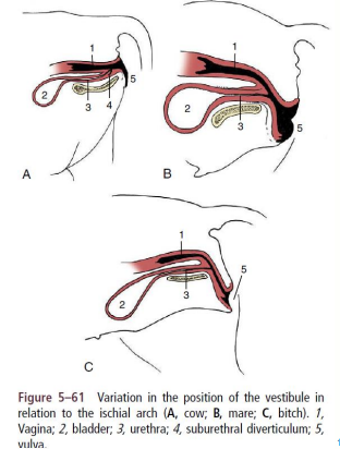 <p>» Vagina and vestibule together form the rest of the internal tract</p><p></p><p>» Vagina cranially, from cervix to urethra</p><p>• Purely reproductive passage</p><p>• Mostly retroperitoneal</p><p></p><p>» Vestibule caudally, from urethra to external vulva</p><p>• Combined reproductive and urinary functions</p><p>• Caudal to ischial arch, variable slope ventrally to vulva</p><p>• Urethral opening ventrally</p>
