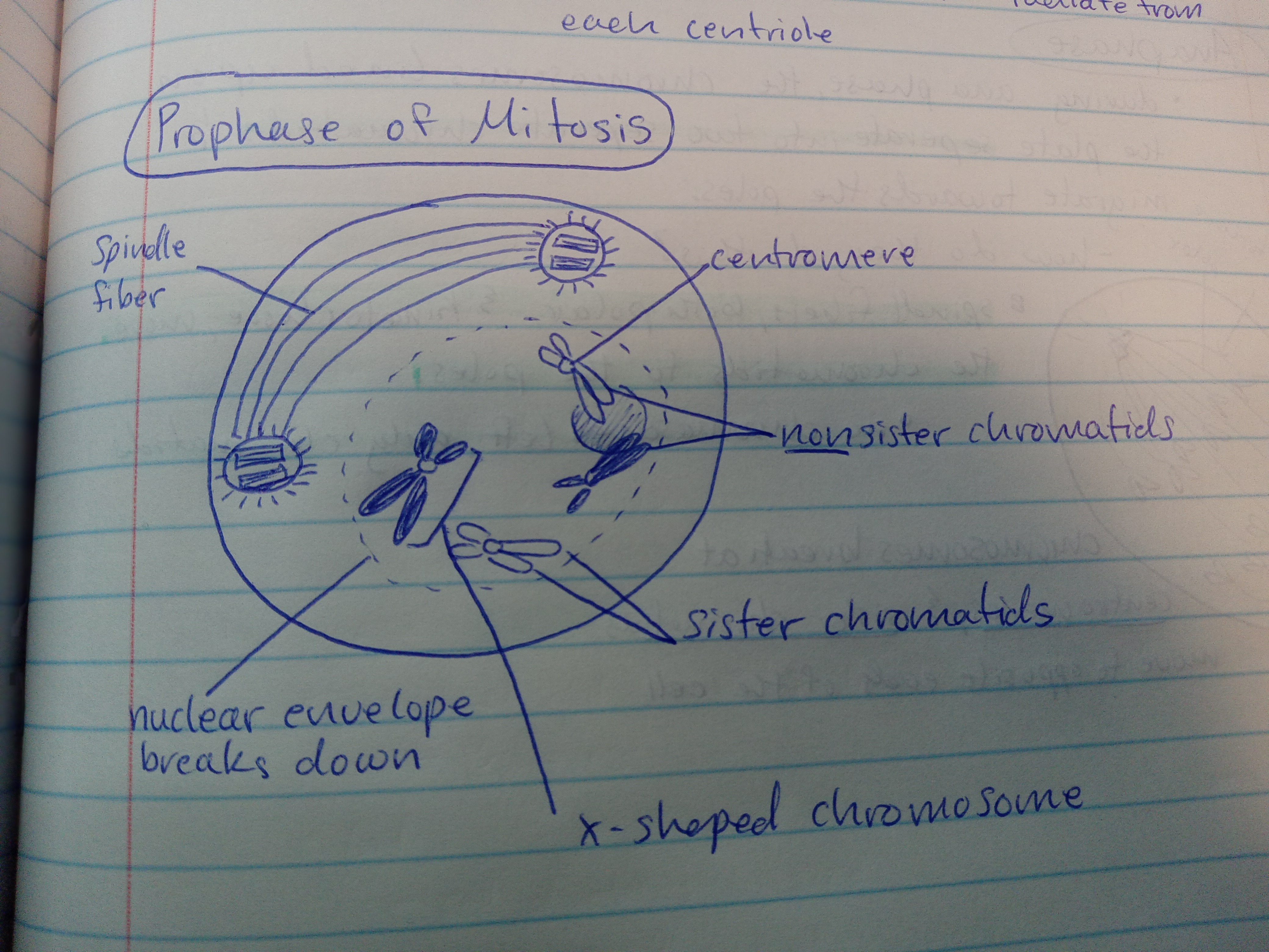 <p>first stage of mitosis; 3 steps</p>