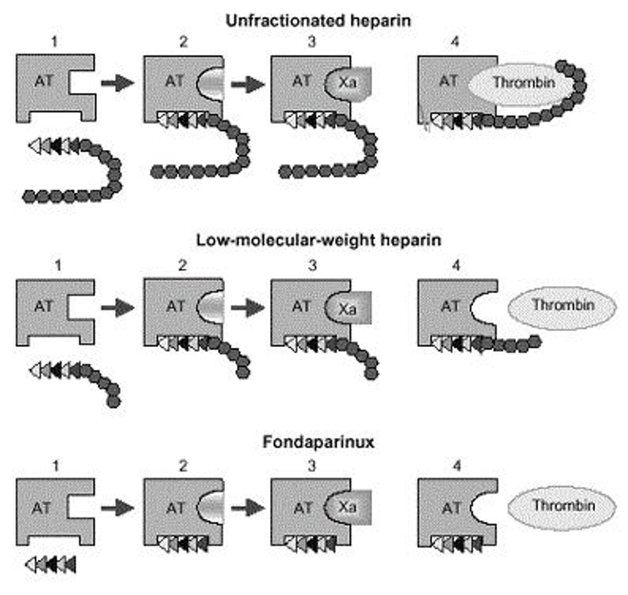 <p>Binds antithrombin to primarily inhibit factor Xa with minimal inhibition of thrombin (IIa).</p>