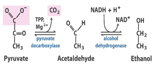 Yeast cells 

Note the pyruvate decarboxylase also uses TPP 
