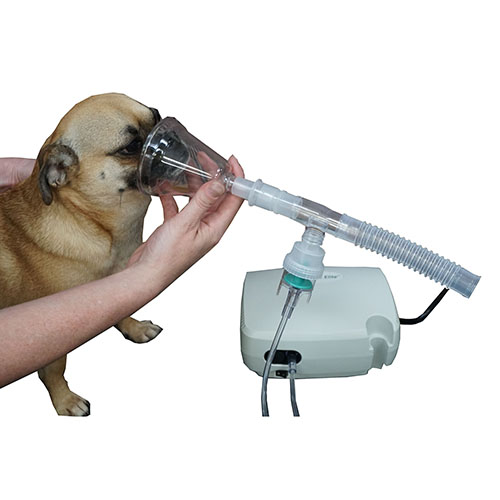 <p>device that applies a fine mist</p>