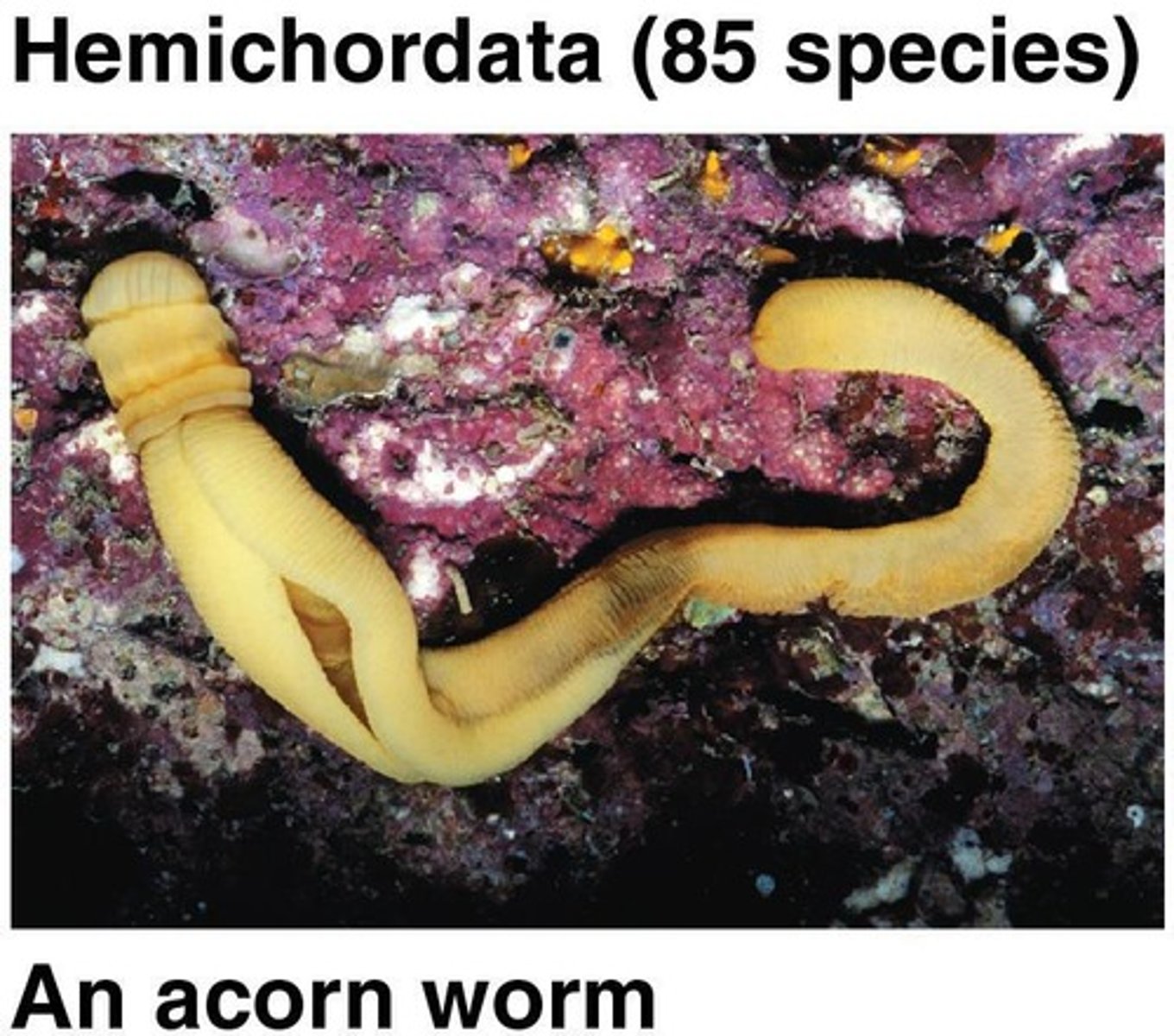 <p>Pharyngeal gill slits and a post-anal tail, but lack a notochord and dorsal neural tube.</p>