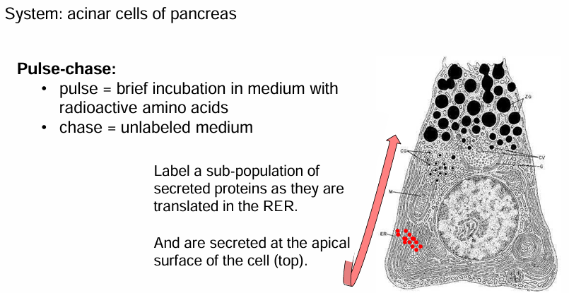 <ul><li><p>Acinar cells: exocrine cells of the pancreas</p></li><li><p>they produce and transport enxymes secreted into digestive system&nbsp;</p></li><li><p>Tagging the secreted enzymes can show us where they go after leaving the ER&nbsp;</p></li></ul><p></p><p>Pulse-chase:</p><ul><li><p>Tagging proteins for a brief amount of time so only some are labelled&nbsp;</p></li><li><p>Acinar cells were incubated in a medium with radioactive methionine&nbsp;</p></li><li><p>This is a&nbsp;‘pulse’ of labelling which lasted 3 mins&nbsp;</p></li><li><p>Some cells are removed from the medium, washed, and transferred into a medium with non-radioactive amino acids </p></li><li><p>This ‘chase’ can vary in length so proteins can be visualized at different stages in their journey from RER to secretion&nbsp;</p></li></ul><p></p>