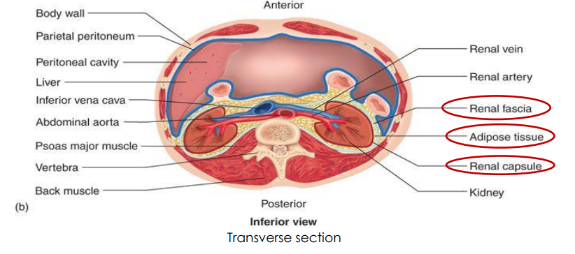 <p>- kidneys and ureters are primary retroperitoneal (retro means behind, peritoneal means the peritoneal lining (covering abdominal organs)</p><p>- Bladder and urethra are subperitoneal</p><p>- Renal Capsule: fibrous connective tissue surrounding each kidney</p><p>- Adipose Tissue: engulfs renal capsule and acts as cushioning</p><p>- Renal Fascia: thin layer loose connective tissue, which anchors kidneys to posterior abdominal wall</p>