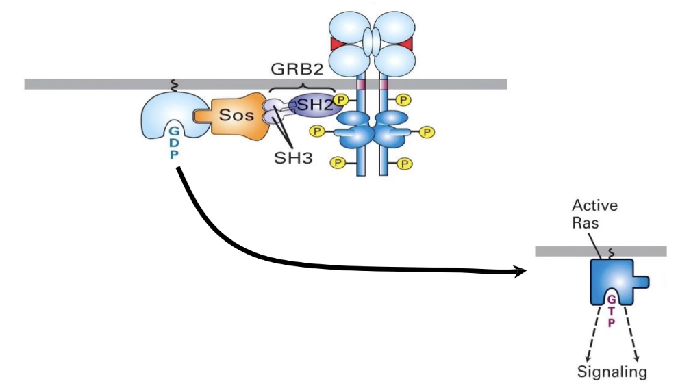 <ul><li><p>RTK activation is <strong>upstream</strong> of Ras activation</p></li><li><p>Ras activation occurs <strong>after</strong> RTK is activated by ligand (e.g., EGF)</p></li><li><p>Ras links RTK signaling to <strong>changes in gene expression</strong> via downstream pathways</p></li></ul><p><strong>Key experiment findings:</strong></p><ul><li><p><strong>EGF only</strong> → RTK activated → cell division (control)</p></li><li><p><strong>Anti-Ras antibody + EGF</strong> → Ras blocked → <strong>no cell division</strong></p><ul><li><p>Shows Ras is <strong>required downstream</strong> of RTK</p></li></ul></li><li><p><strong>Ras-D (always active) + no EGF</strong> → cell division</p><ul><li><p>Shows Ras can <strong>bypass RTK</strong> if always active</p></li></ul></li></ul><p><strong>Conclusion:</strong></p><ul><li><p>Ras is <strong>downstream of RTK</strong></p></li><li><p>Ras activation alone can trigger <strong>cell division</strong></p></li><li><p><strong>Constitutively active Ras (Ras-D)</strong> mimics <strong>tumor-like overproliferation</strong></p></li><li><p>Dominant Ras mutations are linked to <strong>cancer</strong> in various cell types</p></li></ul><img src="https://knowt-user-attachments.s3.amazonaws.com/a2b25a89-c981-42d4-aaa2-14421b6a5f07.png" data-width="100%" data-align="center"><p></p>