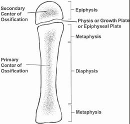 <ul><li><p>flat plate of hyaline cartilage</p></li><li><p>cause lengthwise growth of long bone (ends at puberty)</p></li></ul><p></p>