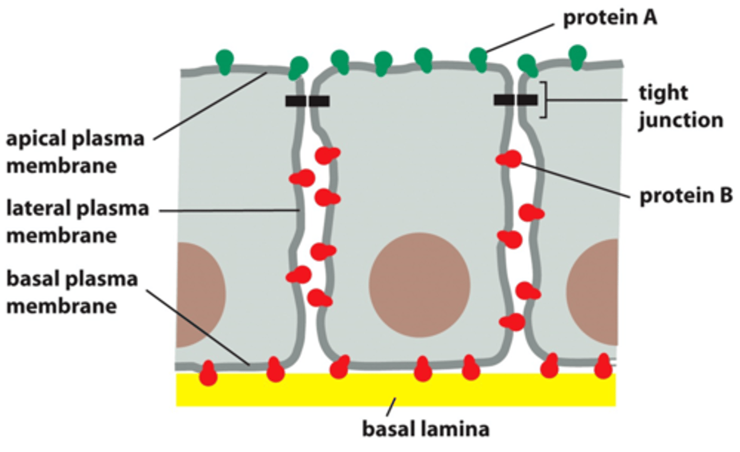 <p>form a tight seal between cells to prevent the unregulated movement of molecules</p>