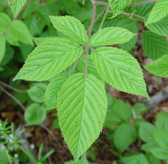 <p><em>Rubus allegheniensis</em></p>