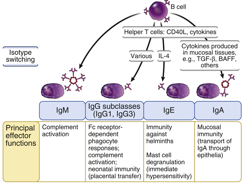 <p><strong>Mucosal immune responses</strong>, providing protection in mucosal areas like the gastrointestinal and respiratory tracts. They have limited differences between their subtypes (IgA1 vs. IgA2).</p>