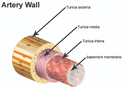 <p><strong>Tunica Externa</strong></p>
