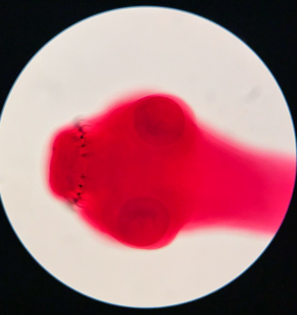<p>Phylum?Class?<br>Symmetry? Tissue type?<br>Cavity?</p><p>identity?</p>