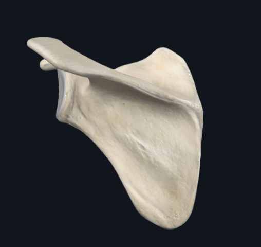 <p>What bone is this and what side?</p>