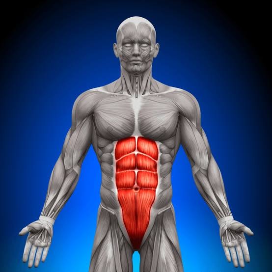 <p>What muscle is highlighted?</p>