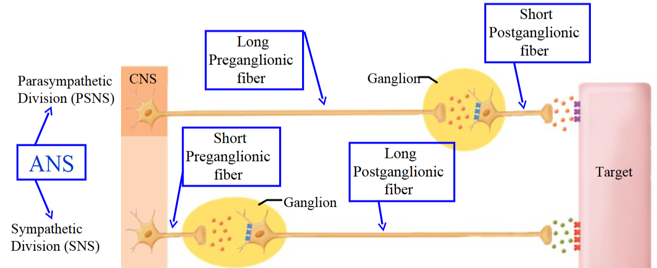 <ul><li><p>Ganglia are located very deep or within the walls of the target organ.</p></li><li><p>The preganglionic fiber is long due to the distance from the spinal cord to the ganglion.</p></li><li><p>The postganglionic fiber is short, as it only covers a small distance to the target.</p></li></ul><p></p>