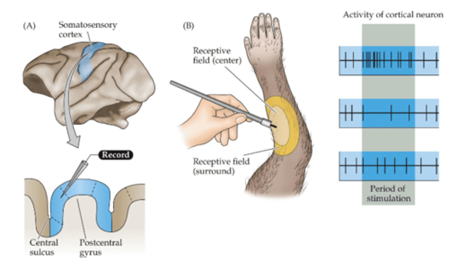<p>Provides contrast enhancement for somatic receptive fields. Mechanism by which contrast between neighboring points is enhanced<br><br>Allows brain to differentiate between the responses of two nearby sets of neurons.</p>