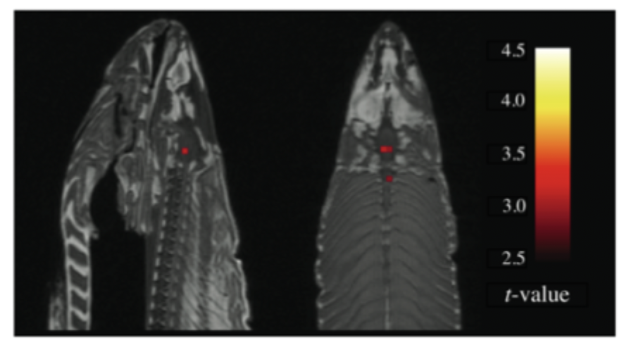 <p>There is a very large sample of voxels in the fish fMRI, which amplifies random correlations, making the dead fish seem like they are still showing brain activity. </p><p></p><p>Shows that there are </p><ul><li><p>large statistical challenges to keep in mind with fMRI analysis</p></li><li><p>large rate of false positives </p></li><li><p>proceed with caution and skepticism</p></li></ul><p></p>