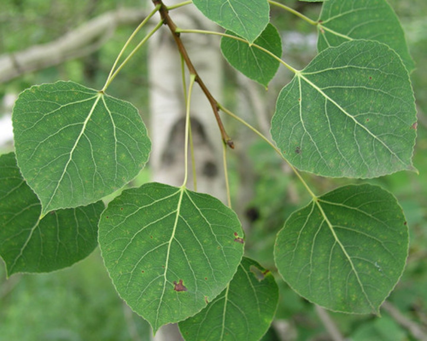 <p>Salicaceae Populus tremuloides</p>