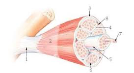 <p>structure = fascicle membrane = sarcolemma</p>