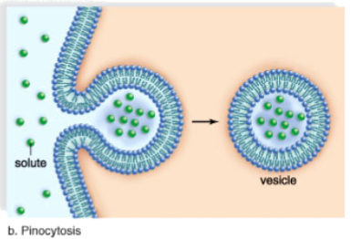 <p>“fluid” sometimes called&nbsp;“cell drinking”</p>