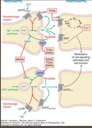 <p><strong>Serotonin</strong></p><p>-Monoamine</p><p>-___________</p><p>-Acts on ___ receptors, which can be inhibited by a lot of different substances </p><p>-Functions → ______ regulation, sleep-wake cycle, ________, pain perception, __ motility </p>