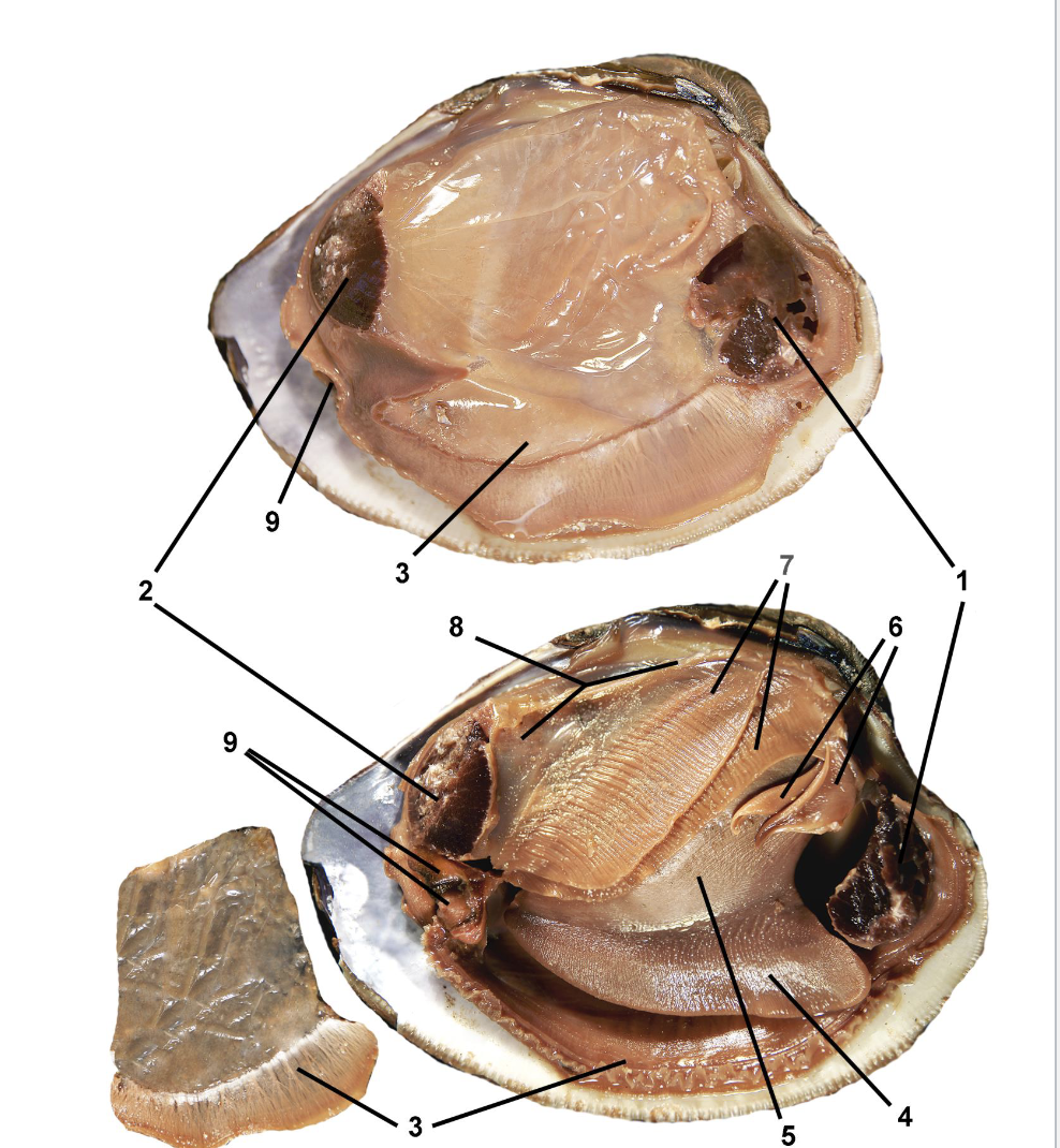 <p>Identify the labeled parts of this Venerida clam dissection.</p>